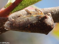 Oak Treehopper