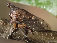 Oak Treehopper