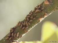 Oak Treehopper