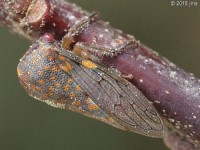 Oak Treehopper