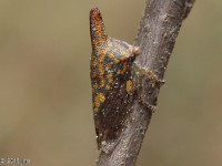 Oak Treehopper