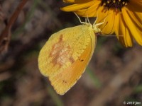 Sleepy Orange Butterfly