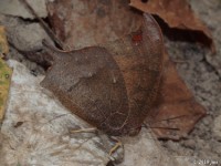 Goatweed Leafwing Butterfly