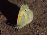 Dainty Sulphur Butterfly