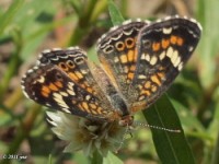 Phaon Crescent Butterfly