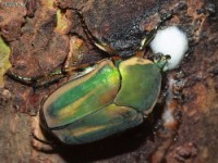 Green June Beetle