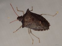 Dusky Stink Bug