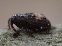 Weevil