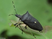 Black Stink Bug