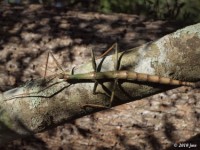 Female Giant Walking Stick