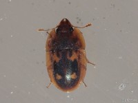 Sap-feeding Beetle