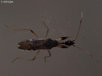 Long-necked Seed Bug