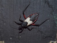 Assassin Bug