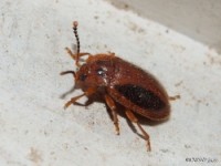 Handsome Fungus Beetle