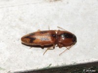 Click Beetle