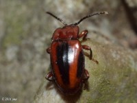 Handsome Fungus Beetle