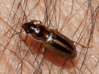 Seedcorn Beetle