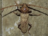 Red Oak Borer Long-horned Beetle