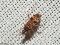 Dirt-colored Seed Bug