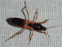 Assassin Bug