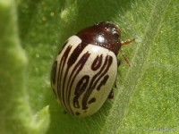 Leaf Beetle