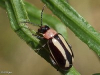 Flea Beetle