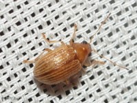 Grape Colaspis Leaf Beetle