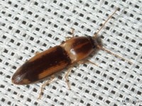 Click Beetle