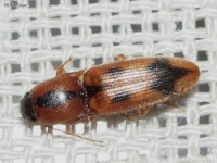 Click Beetle