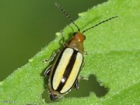 Flea Beetle