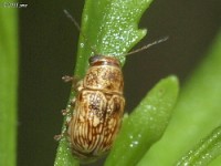 Pachybrachis Leaf Beetle