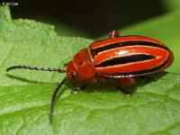 Flea Beetle