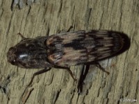 Click Beetle