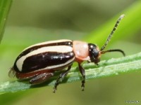 Flea Beetle