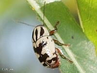 Leaf Beetle