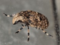 Fungus Weevil