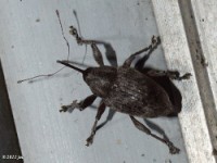 Acorn Weevil