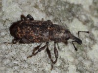 Pine Weevil