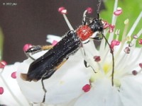 Blood-necked Long-horned Beetle