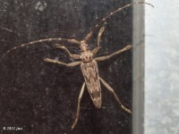 Long-horned Beetle