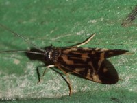 Netspinning Caddisfly