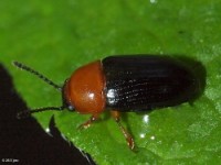 Pleasing Fungus Beetle