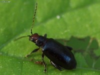 Red-headed Flea Beetle