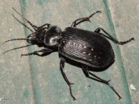 Black Caterpillar Hunter Beetle