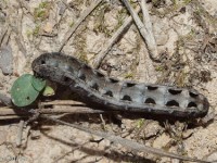 Armyworm Moth Caterpillar