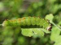 Dagger Moth Caterpillar