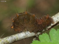 Dagger Moth Caterpillar