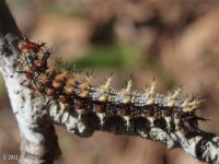 Question Mark Butterfly Caterpillar