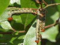 Prominent Moth Caterpillar