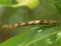 Pug Moth Caterpillar